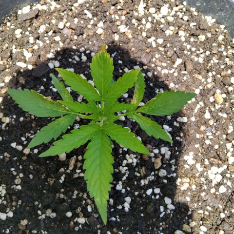 GrowDown bud growlog photo: Asked jomanji Genetics for advice.. 


He said i burned the plant with nutrients... but i know it was the dome