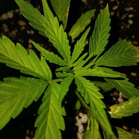 GrowDown bud growlog photo: Asked jomanji Genetics for advice.. 


He said i burned the plant with nutrients... but i know it was the dome