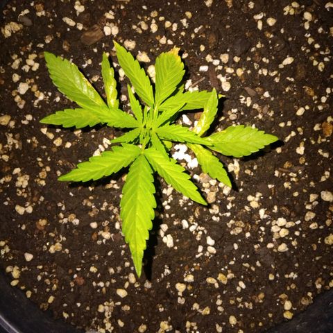 GrowDown bud growlog photo: Asked jomanji Genetics for advice.. 


He said i burned the plant with nutrients... but i know it was the dome