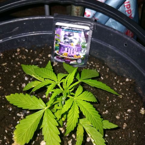 GrowDown bud growlog photo: Leafs looks healthy and thick side shoots growing fast.