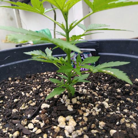 GrowDown bud growlog photo: Healthy growing strong expecting pre flower this week or next week..