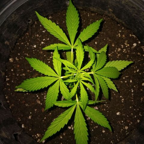 GrowDown bud growlog timeline photo