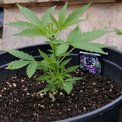 GrowDown bud growlog photo: The 3 stages of plants