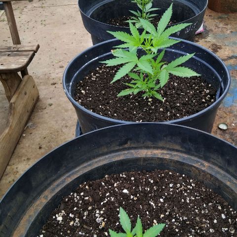 GrowDown bud growlog photo: The 3 stages of plants