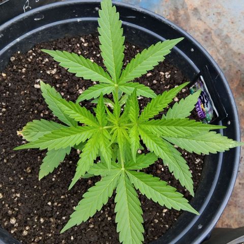 GrowDown bud growlog photo: The 3 stages of plants