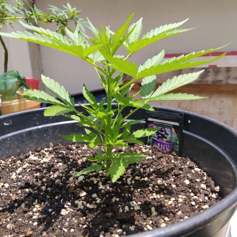 GrowDown bud growlog photo: Entered pre-flower 