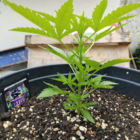 GrowDown bud growlog photo: Entered pre-flower 