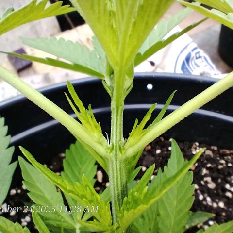 GrowDown bud growlog photo: Entered pre-flower 