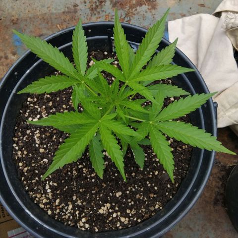 GrowDown bud growlog photo: Entered pre-flower 