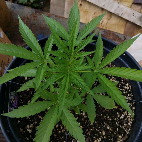 GrowDown bud growlog photo: I am Using LST method to get side shoots to catch more sun (LST=Light Stress Training) 