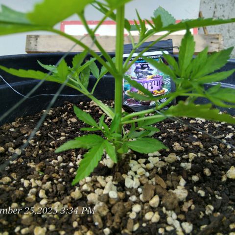 GrowDown bud growlog photo: I am Using LST method to get side shoots to catch more sun (LST=Light Stress Training) 