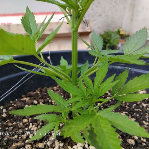 GrowDown bud growlog photo: I am Using LST method to get side shoots to catch more sun (LST=Light Stress Training) 