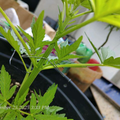 GrowDown bud growlog photo: I am Using LST method to get side shoots to catch more sun (LST=Light Stress Training) 