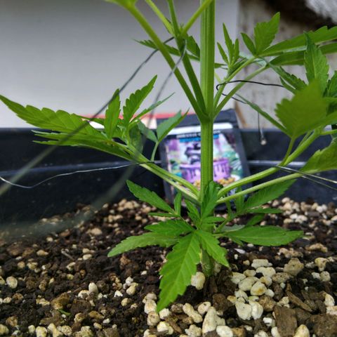 GrowDown bud growlog photo: I am Using LST method to get side shoots to catch more sun (LST=Light Stress Training) 