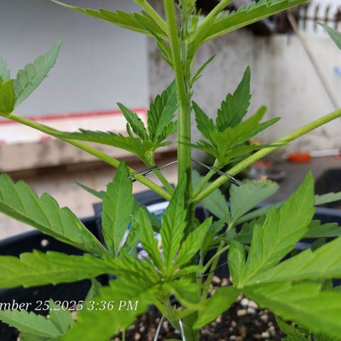 GrowDown bud growlog photo: I am Using LST method to get side shoots to catch more sun (LST=Light Stress Training) 