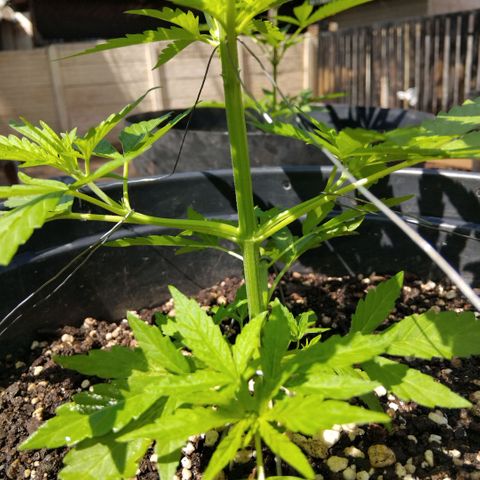 GrowDown bud growlog timeline photo