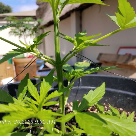 GrowDown bud growlog timeline photo