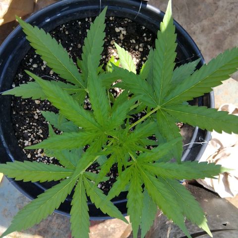 GrowDown bud growlog timeline photo