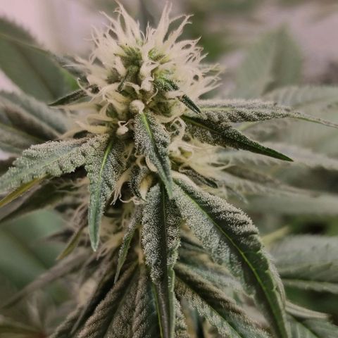 Floracion growlog timeline photo