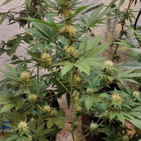 Floracion growlog timeline photo