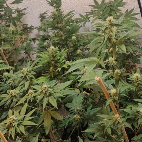 Floracion growlog timeline photo