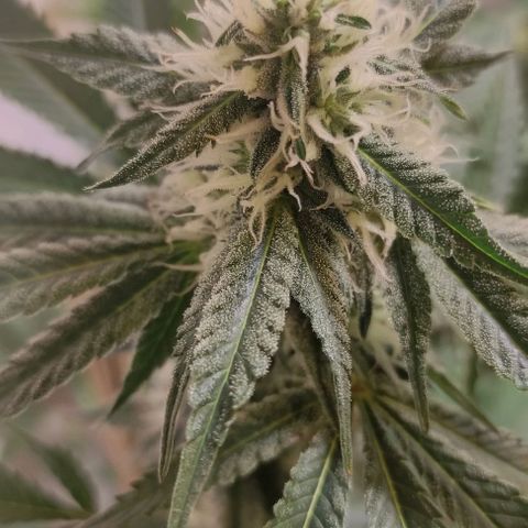 Floracion growlog timeline photo