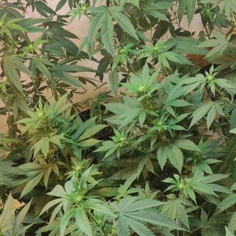 Floracion growlog timeline photo