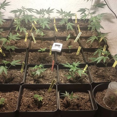 Floracion growlog timeline photo