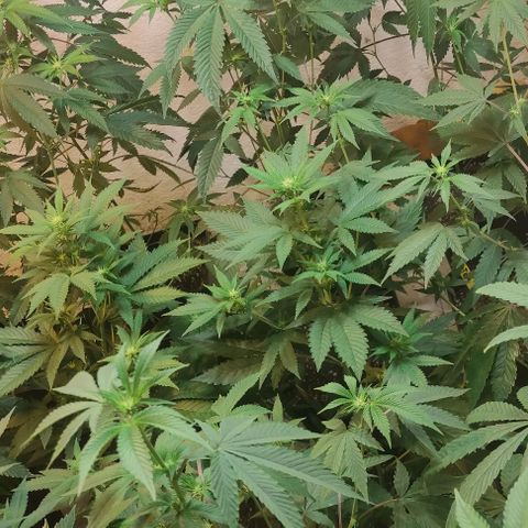 Floracion growlog timeline photo