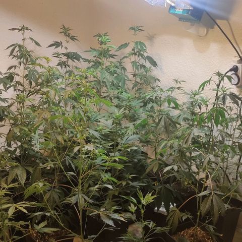 Floracion growlog timeline photo