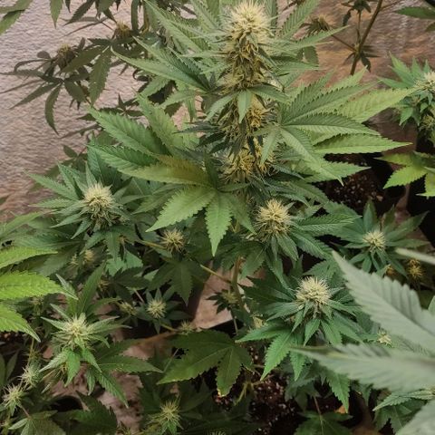Floracion growlog timeline photo