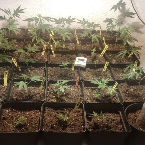 Floracion growlog timeline photo