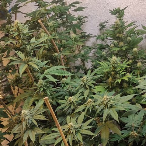 Floracion growlog timeline photo