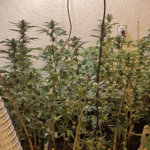 Floracion growlog timeline photo