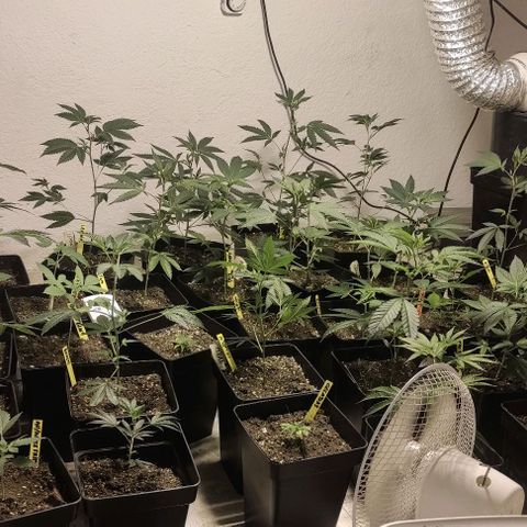 Floracion growlog timeline photo