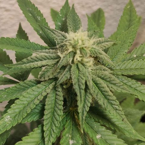 Floracion growlog timeline photo