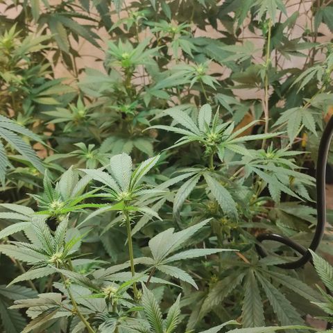 Floracion growlog timeline photo