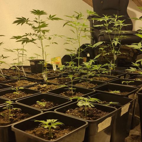 Crecimiento growlog timeline photo