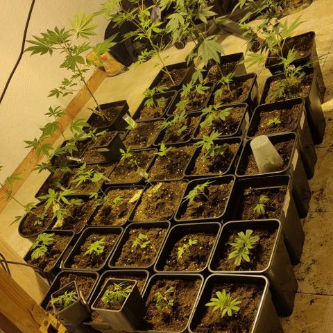 Crecimiento growlog timeline photo