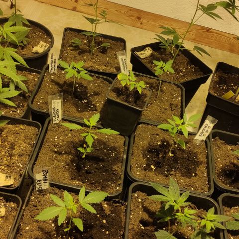Crecimiento growlog timeline photo