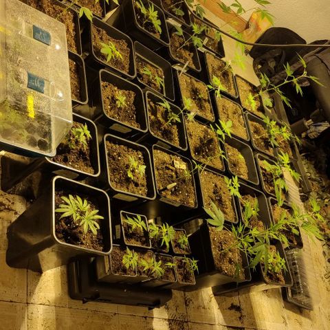 Crecimiento growlog timeline photo