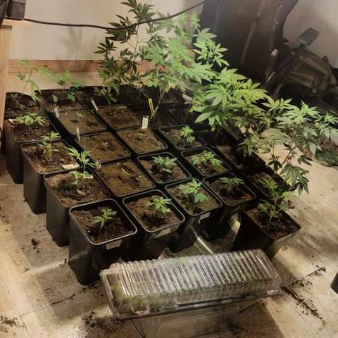 Crecimiento growlog timeline photo
