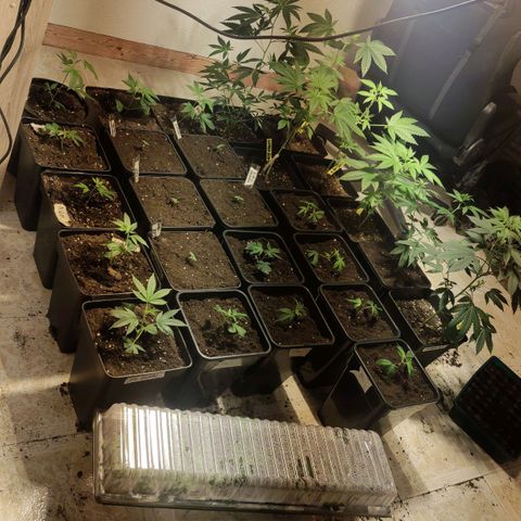 Crecimiento growlog timeline photo