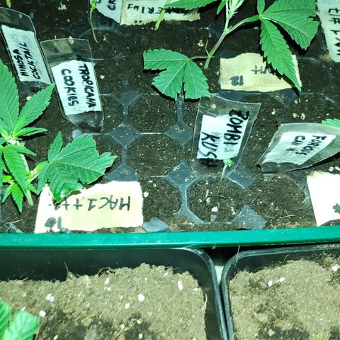 Crecimiento growlog timeline photo