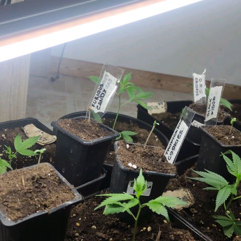 Crecimiento growlog timeline photo