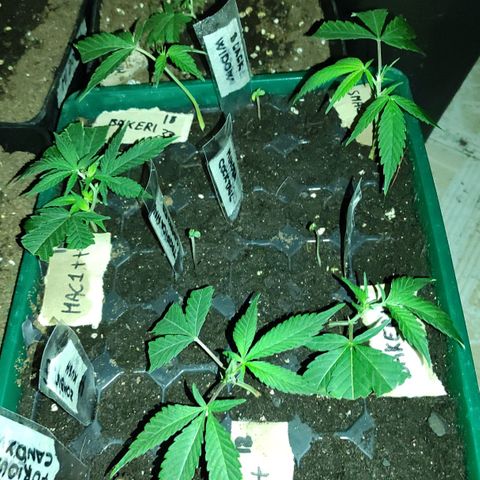 Crecimiento growlog timeline photo