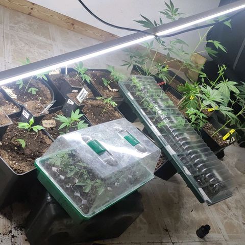 Crecimiento growlog timeline photo
