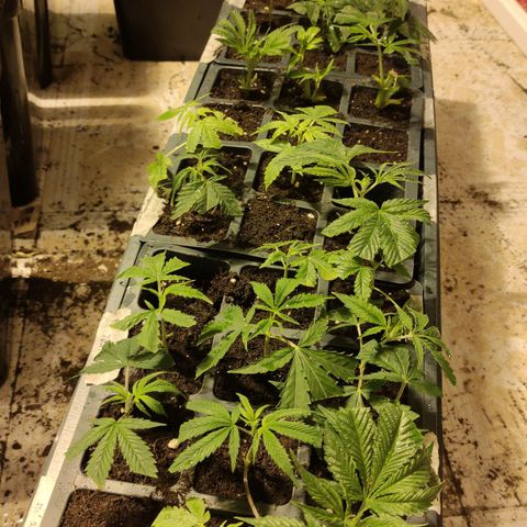 Crecimiento growlog timeline photo