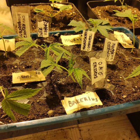 Crecimiento growlog timeline photo