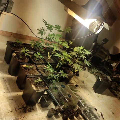 Crecimiento growlog timeline photo